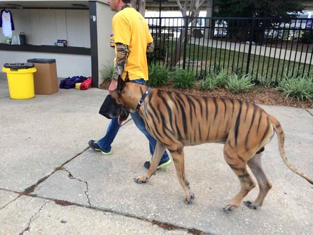 Tiger Hunderasse