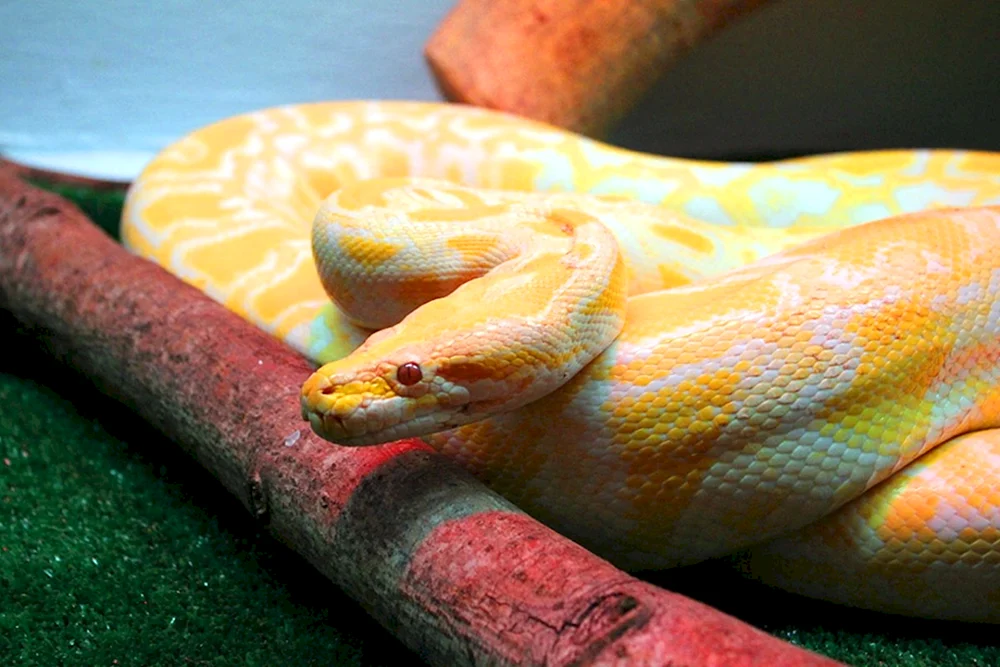 Albino-Tigerpython
