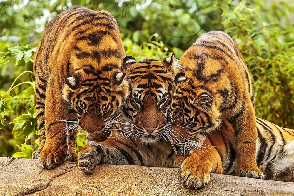 Tiger-Tiger