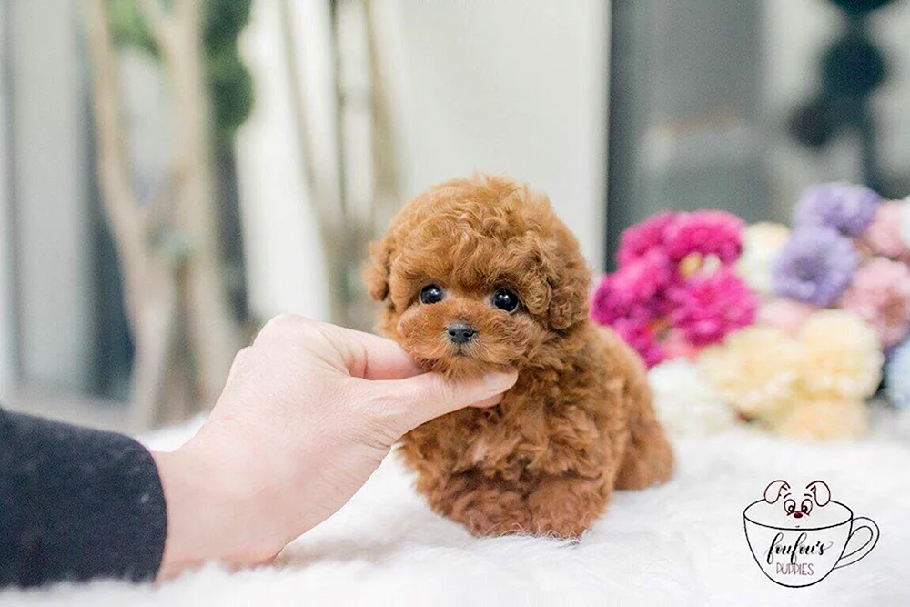 Tickup Teddy Pudel