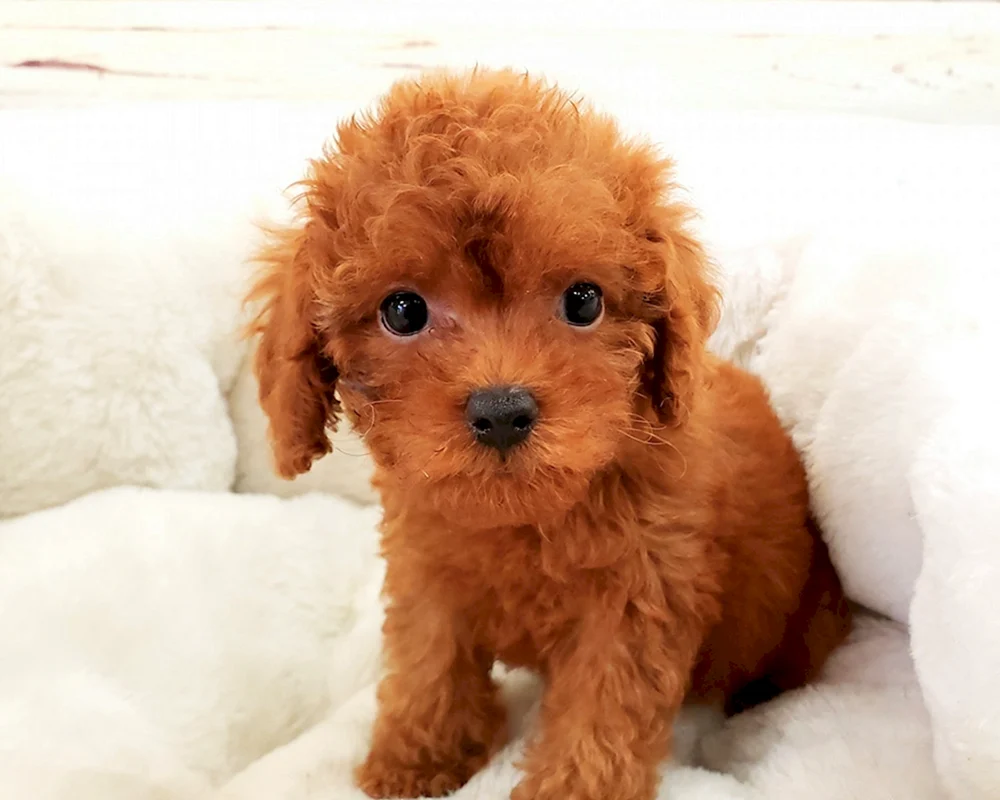 Zwergpudel maltipoo