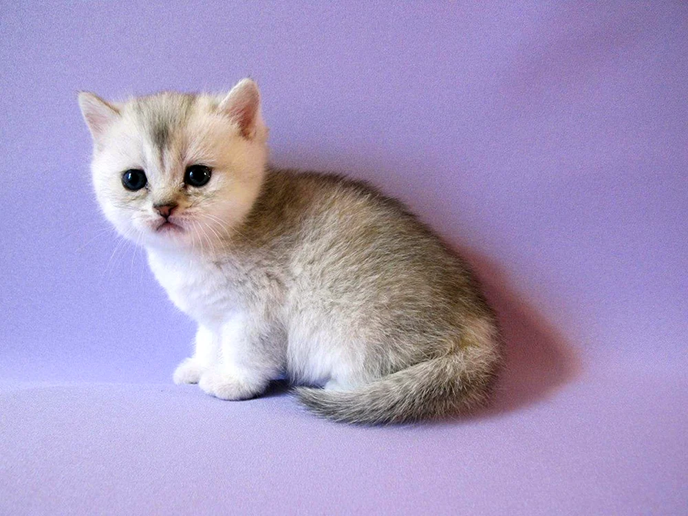 Britische Silberchinchillakatze