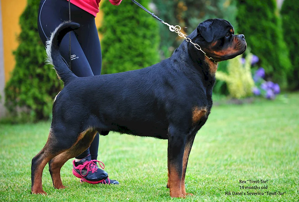 Necked Rottweiler