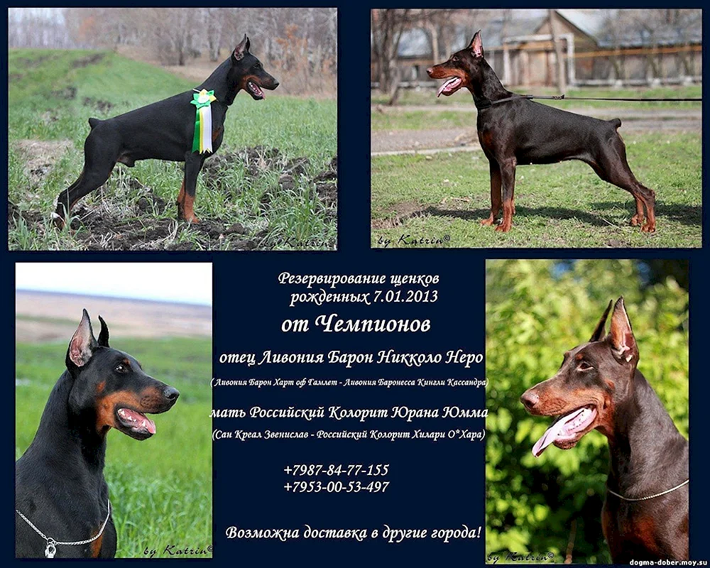 Dobermannarten Europäischer Amerikaner