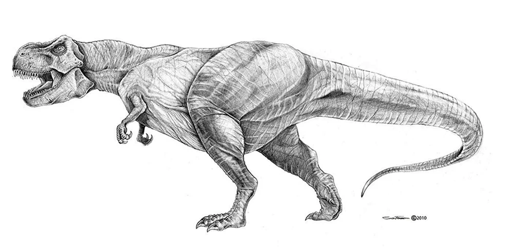 Tyrannosaurus Tyrannosaurus rex