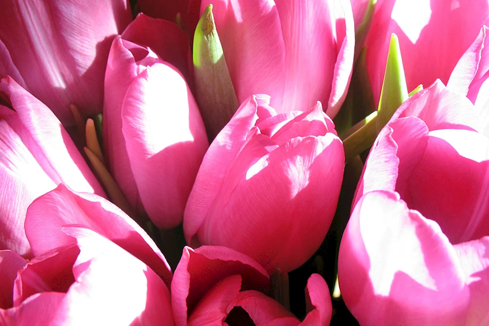 Tulpe Passionale