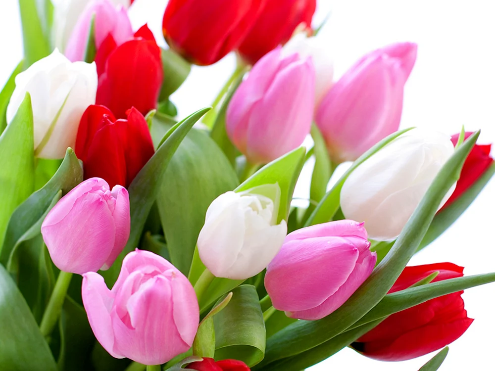 Dänische Tulpe