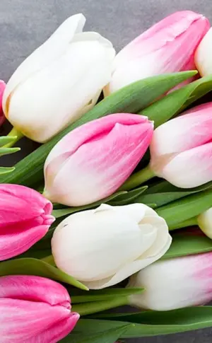 Jumbo Pink