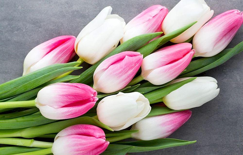 Jumbo Pink