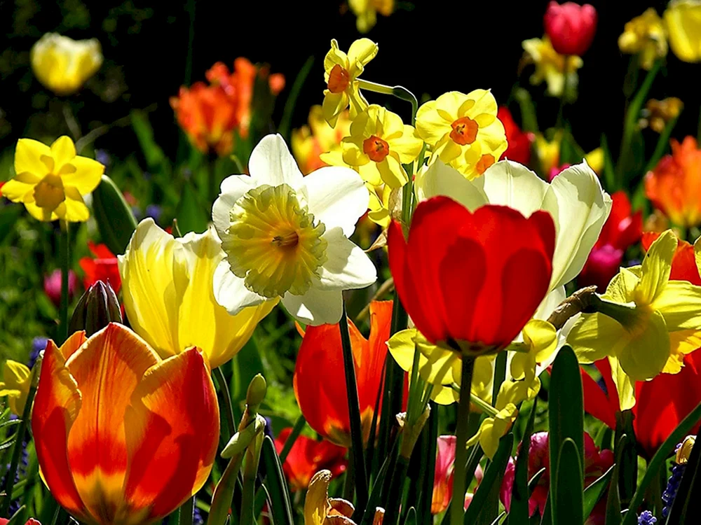 Tulpe rot Krokus