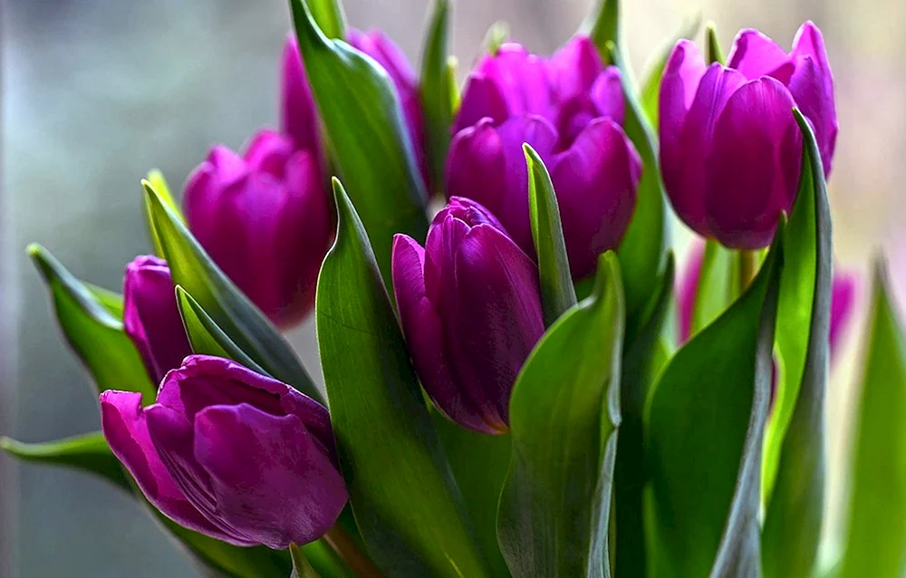 Laptop Tulpe