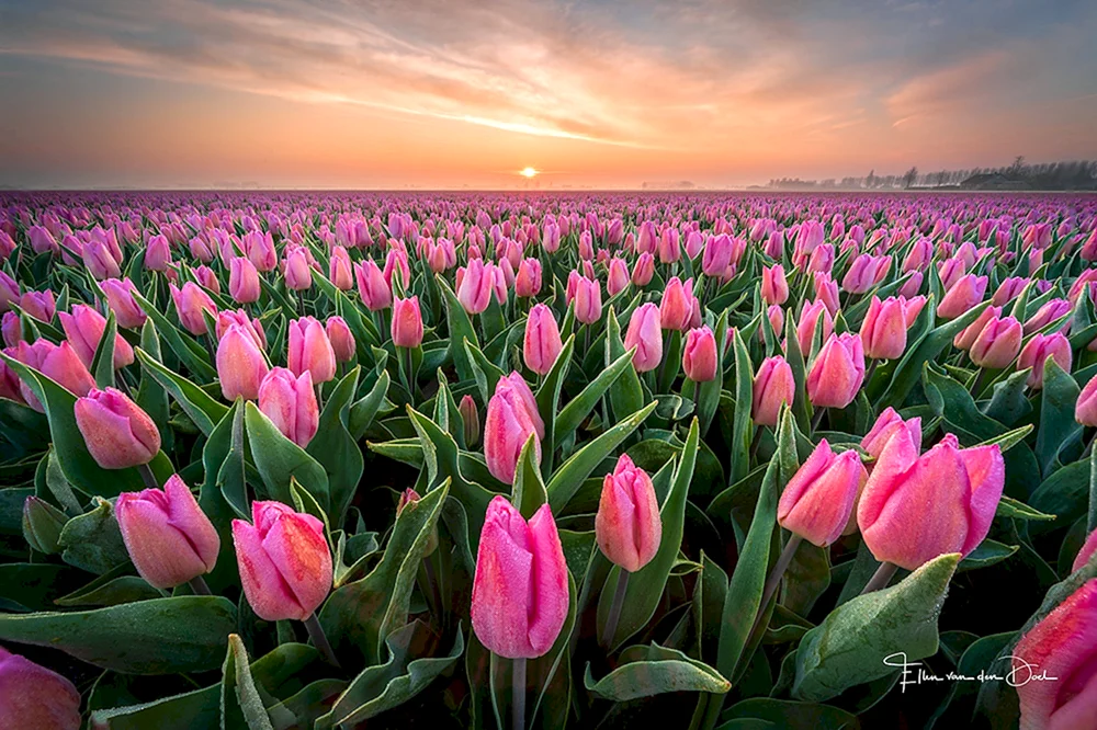Ontario Tulpe