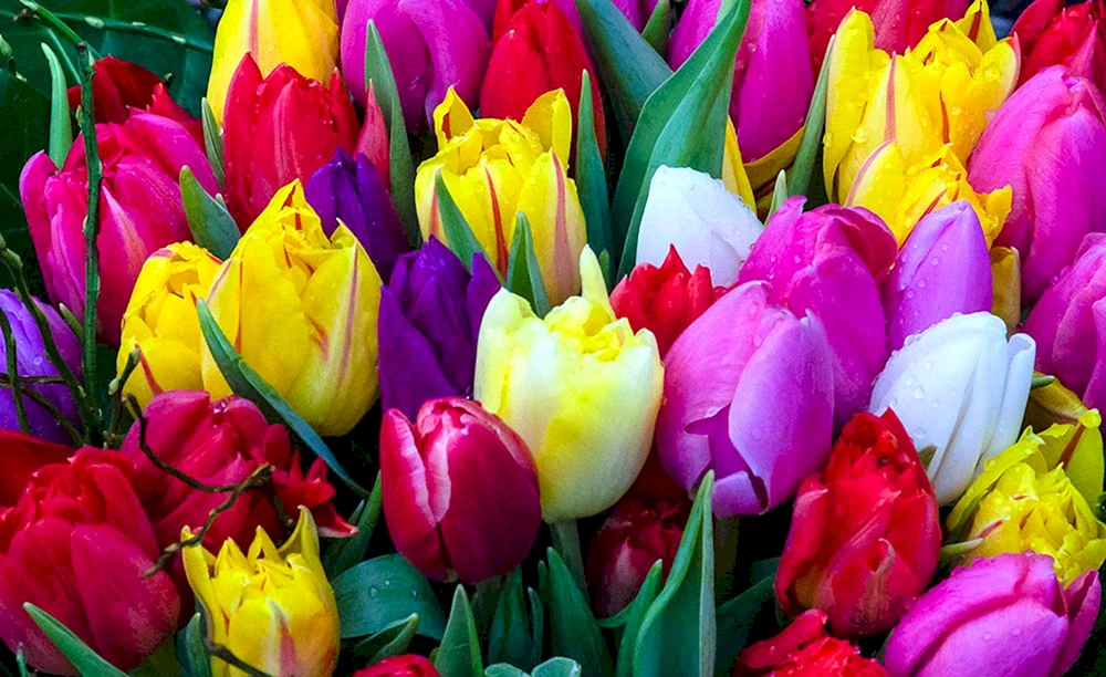 Tulpe Field Red