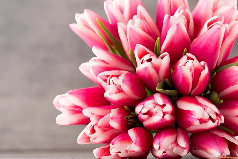 Tulpe Pink