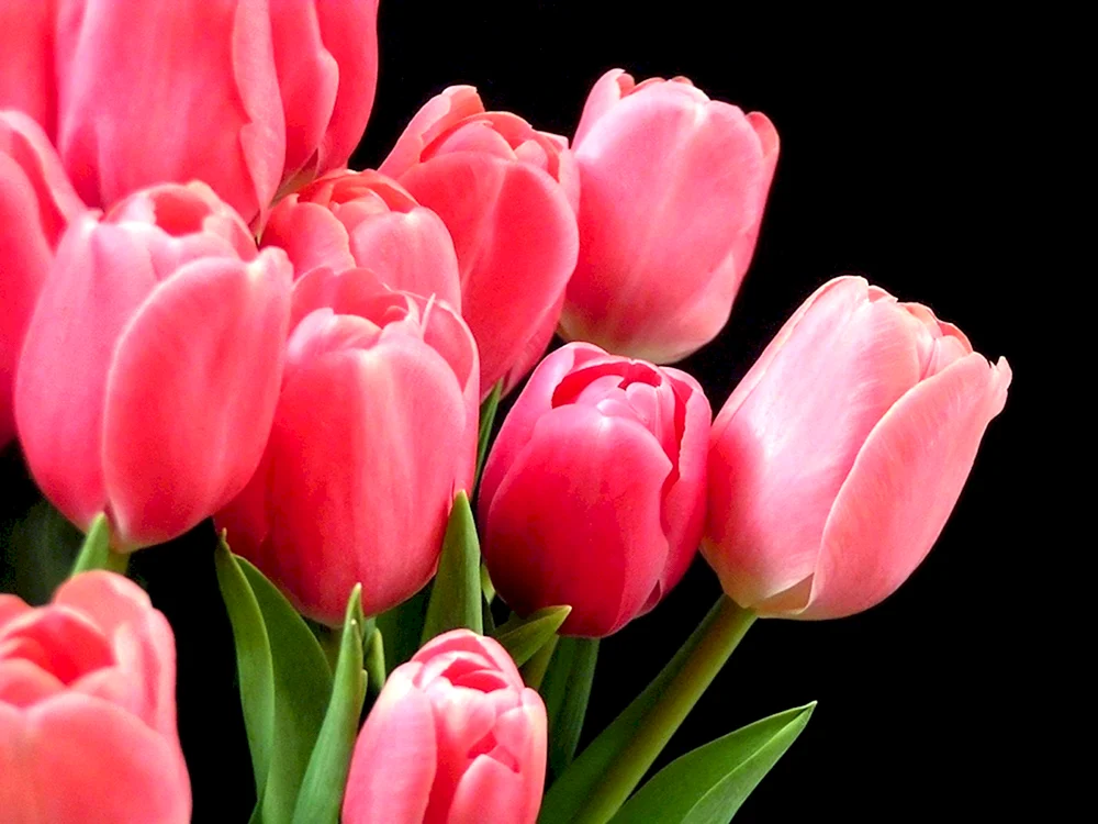 Tulpe Barre alta
