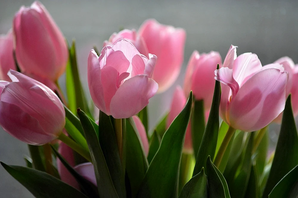 Tulpe Pink Sound