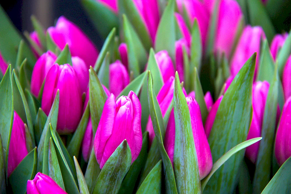 Jacqueline Tulpe
