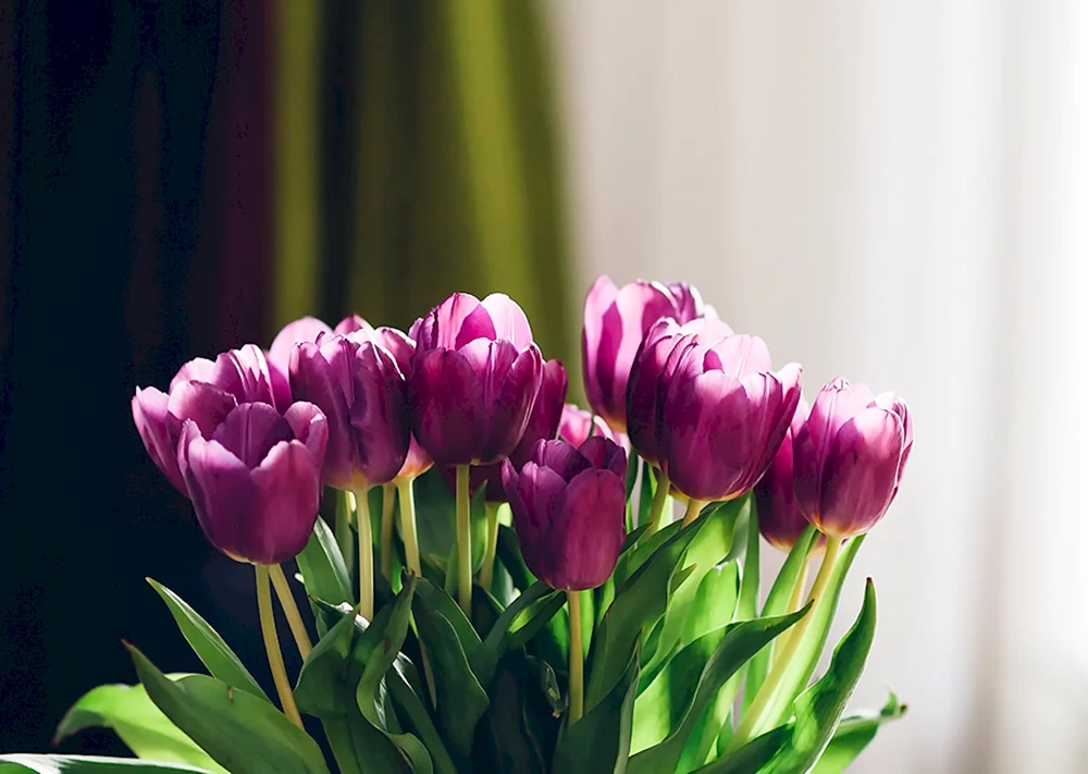 Rosa Tulpen