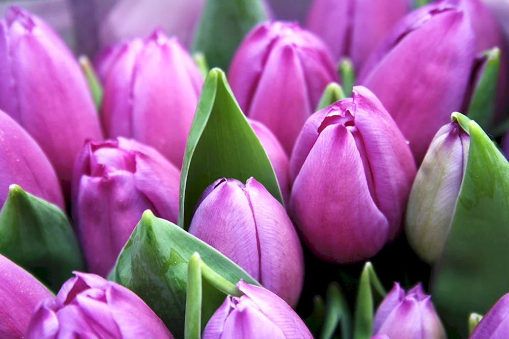 Tulpe Sweet Rosy