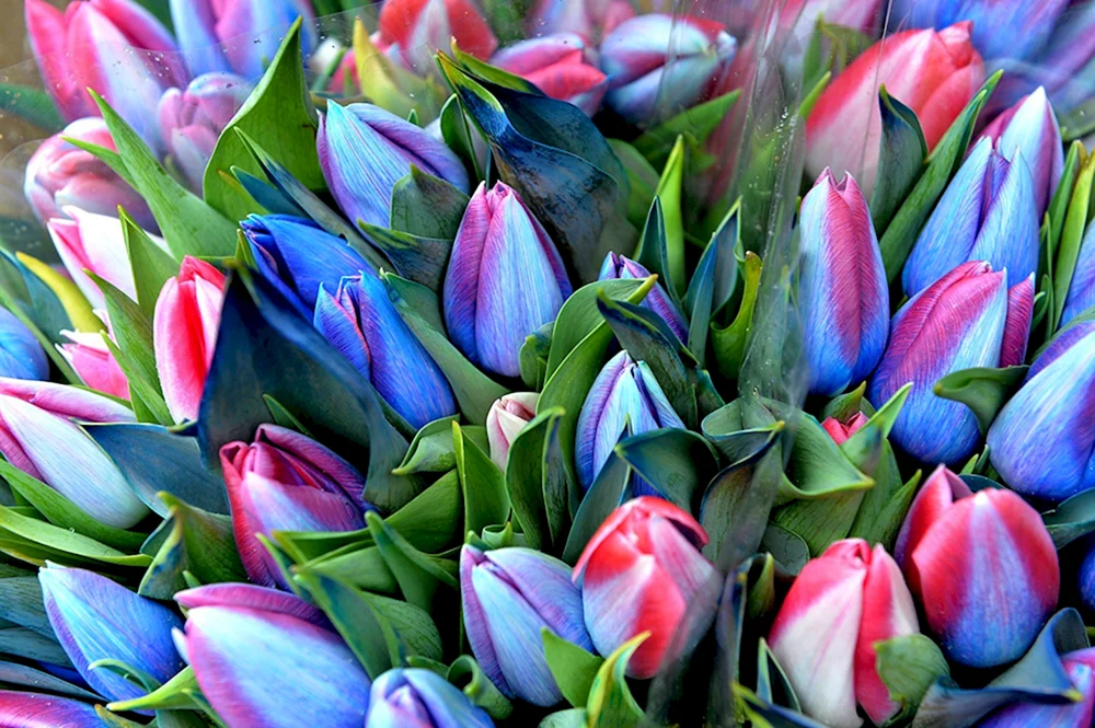 Rainbow Tulpe