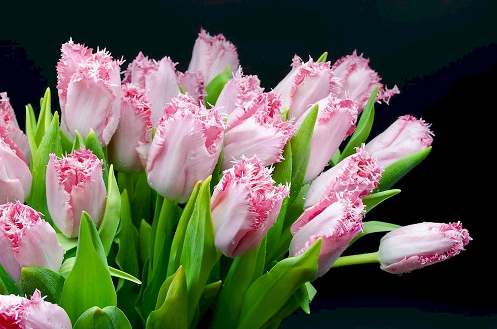 Pion Blume Tulpe