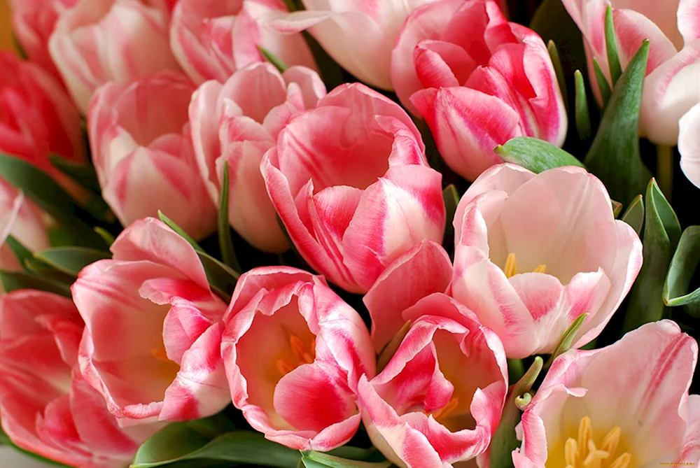 Tulpe Pink Ardor