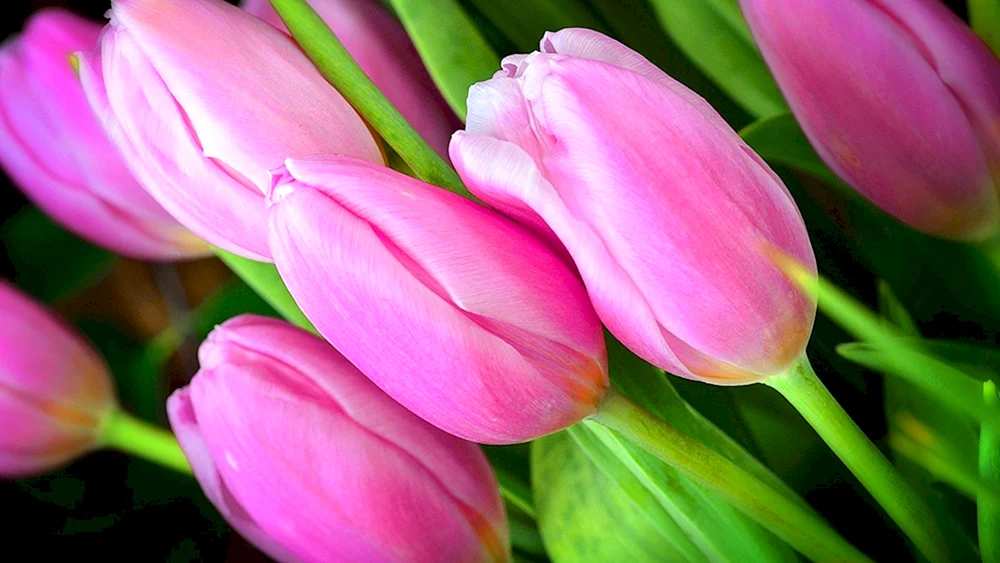 Pion weiße Tulpe