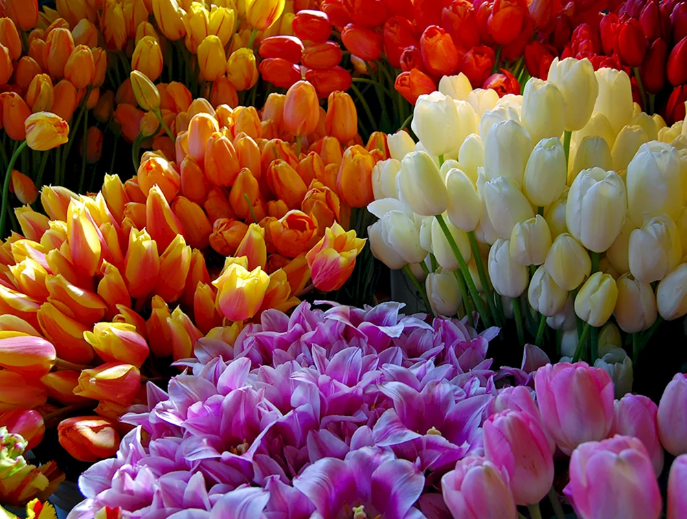 Tulpenstrauß Tulpen
