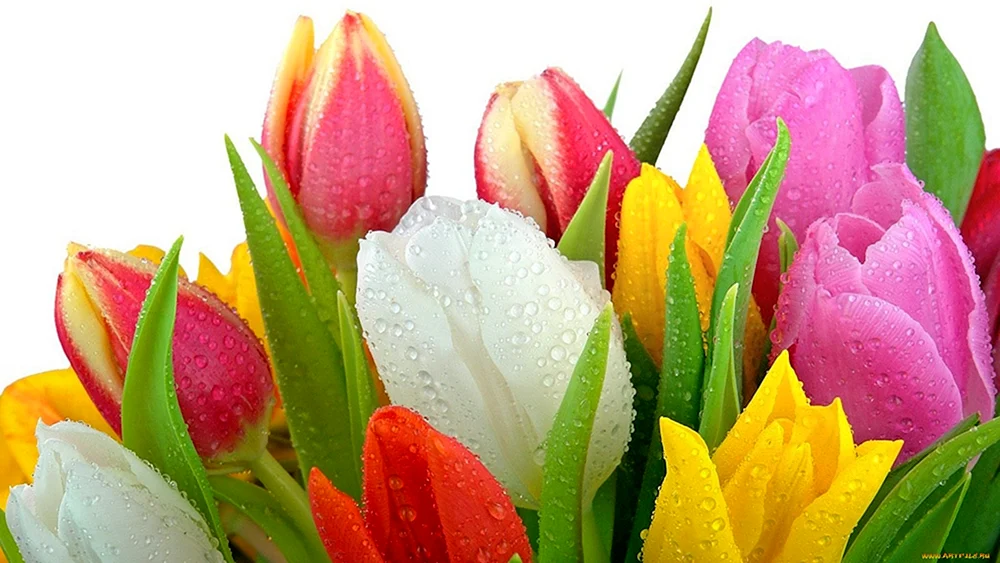 Tulpenblumen