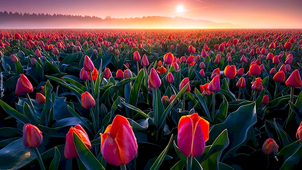 Frühlings-Tulpen