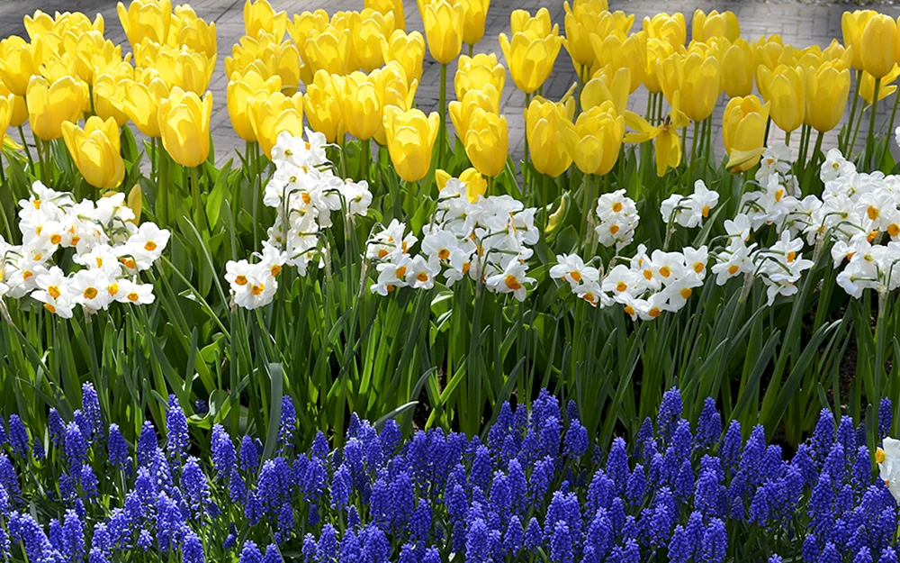 Tulpen Narzissen muscari