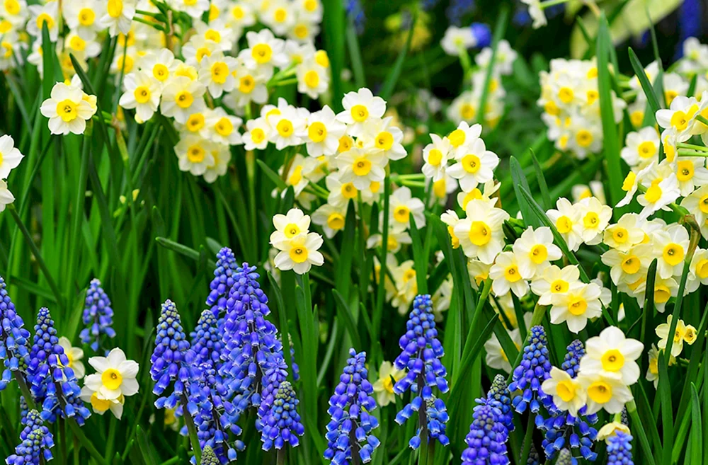 Tulpen Narzissen muscari
