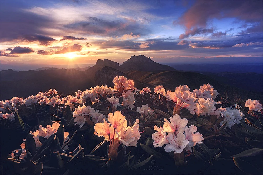Rhododendren