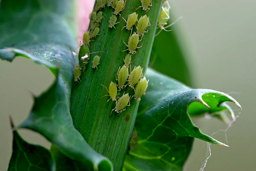 Thrips