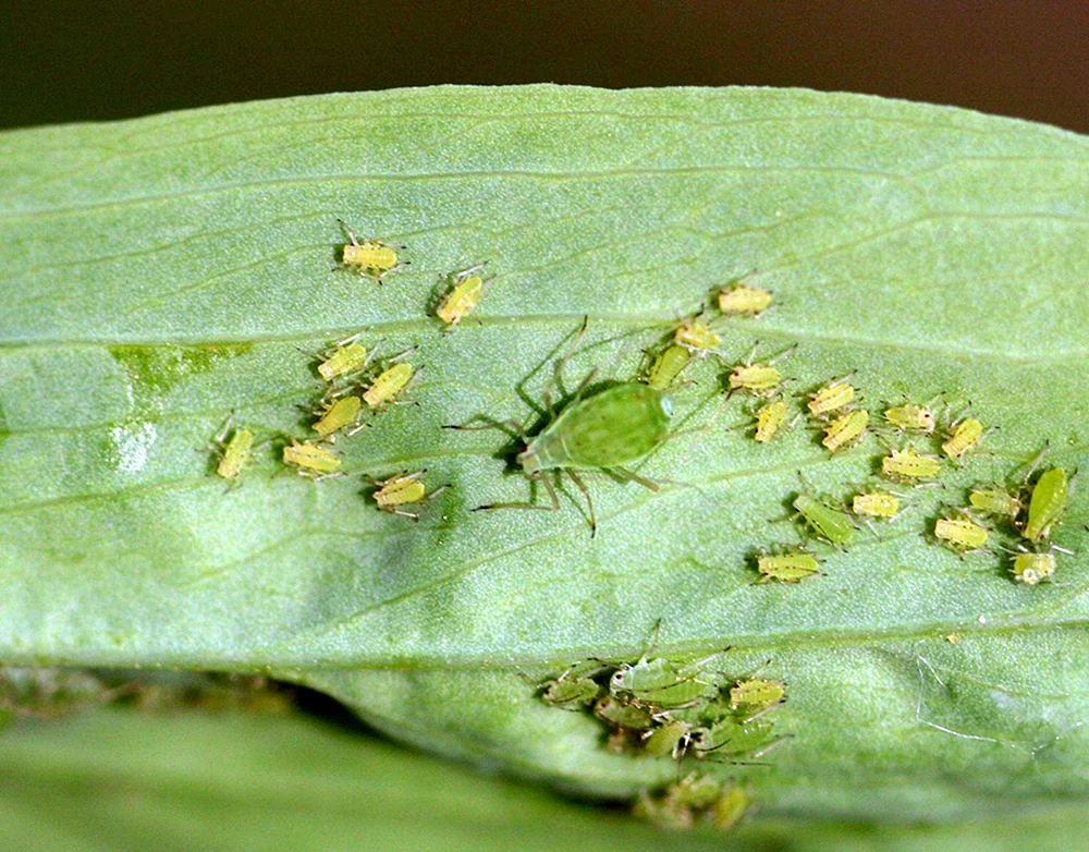 Buttermilchpoduras