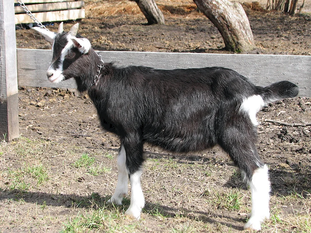 Orenburger Ziege