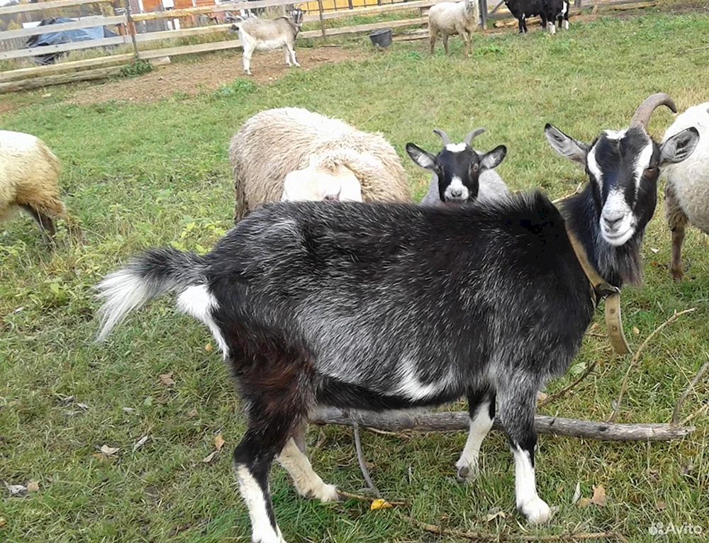 Welsche Schwarzhalsziege.
