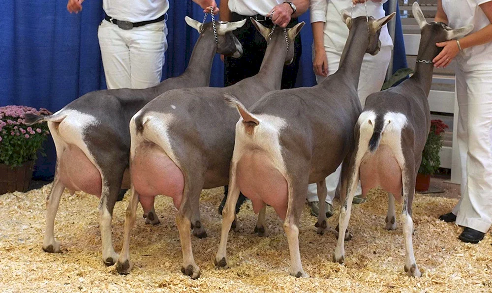 Toggenburger Ziege. Rasse