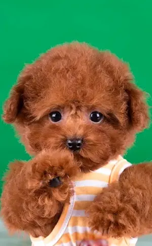 Toy Pudel Teddy