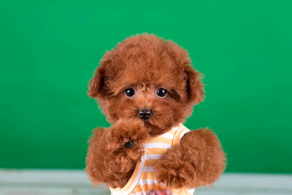 Toy Pudel Teddy