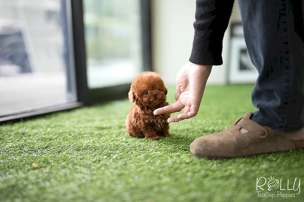 Toy Pudel Teddy Tickup