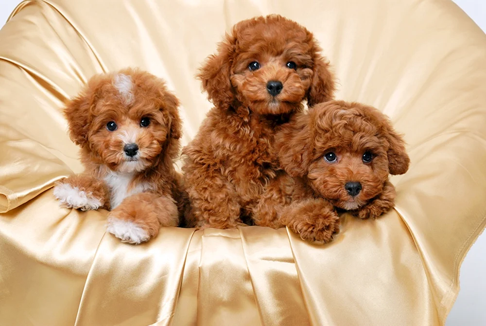 Maltipoo Hund