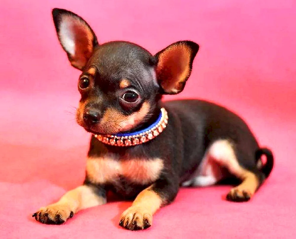 Toy Terrier