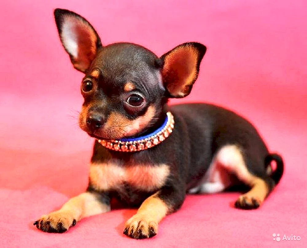Pomeranian Spitz Chelsea