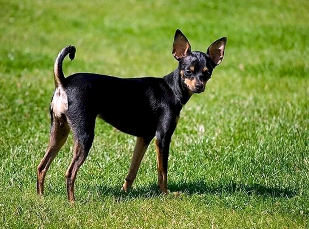 Jack Russell Glatthaar