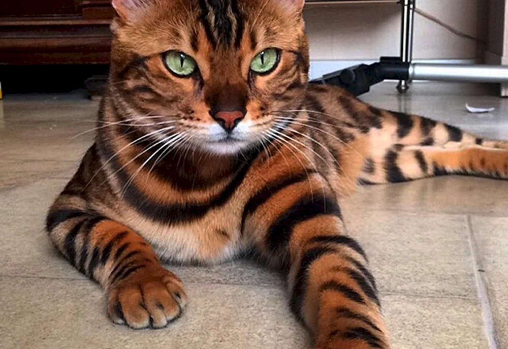 Marble Manx. gestromt