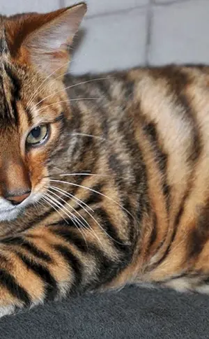 Toyger-Katze