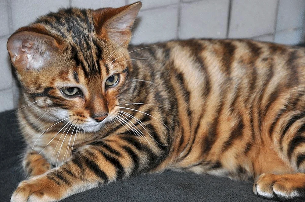 Toyger-Katze
