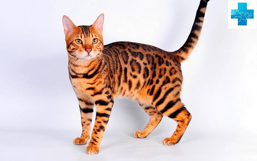 Toyger-Katze