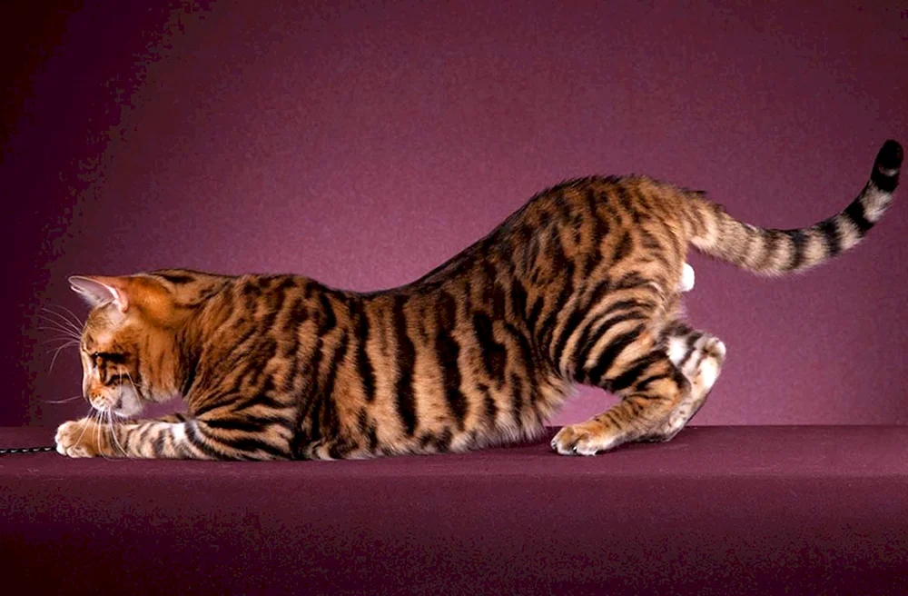 Toyger-Katze